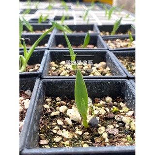 碧綠草園藝/樹絲蘭 /Yucca filifera