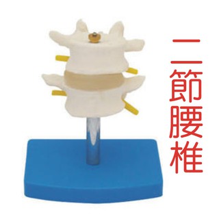 可開發票 成人比例二節腰椎脊柱模型 正常腰椎模型 脊柱骨模型 人體骨骼模型 教學教具模型ARHE客滿來