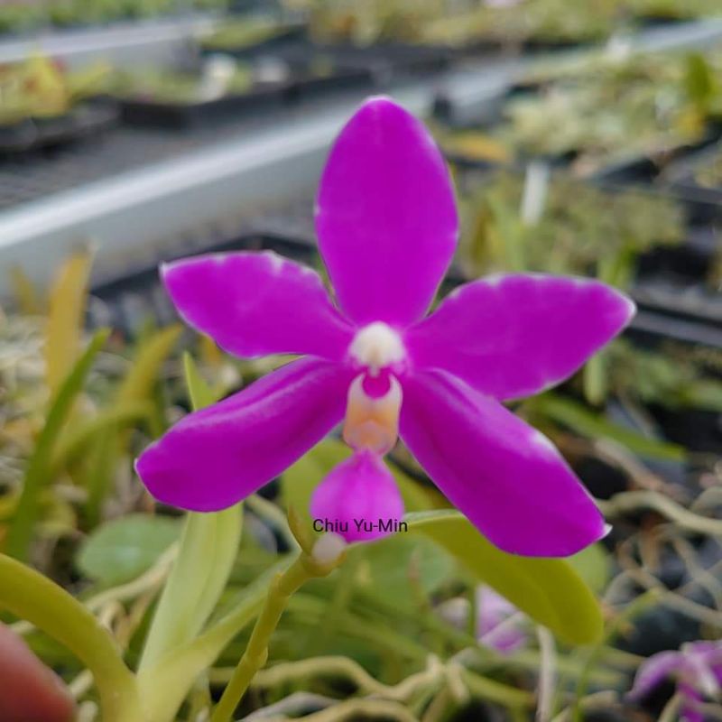 Phalaenopsis pulchra🎉菲律賓🎇特有種 蝴蝶蘭 自交苗
