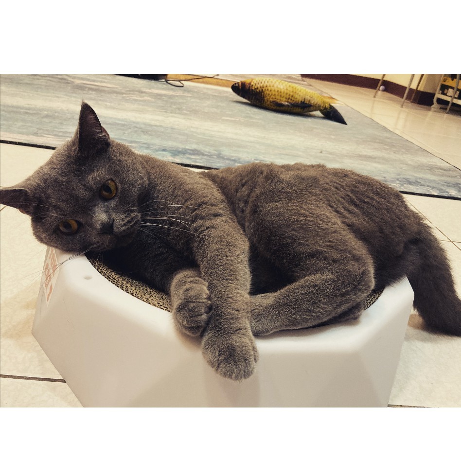 [情報/商家]  陶瓷貓碗/棉繩貓窩特價中！ 