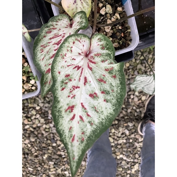 【 雙十蕨 】彩葉芋 白日夢 Caladium ' Day Dreamer '