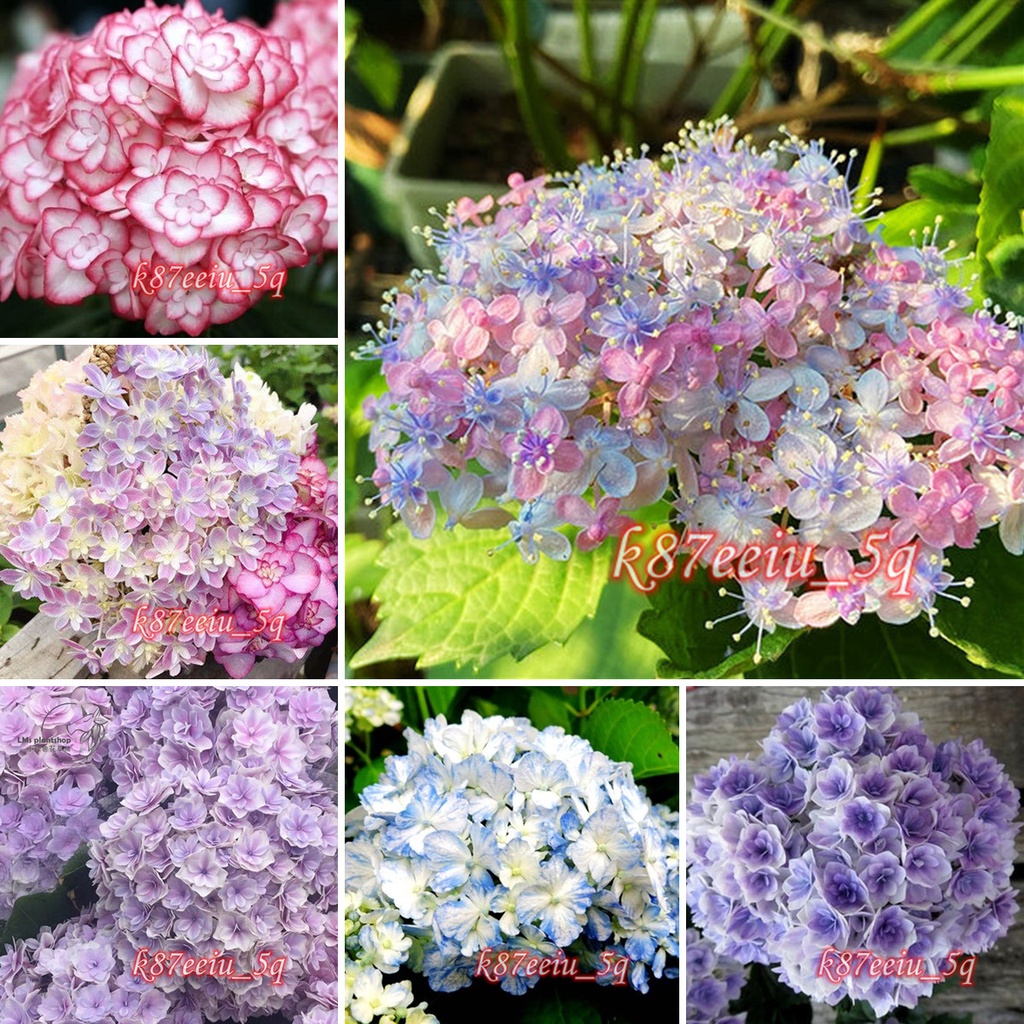 繡球花種子八仙花種籽四季易活花籽超低價三河千鳥築紫之風紗織小姐無盡夏 蝦皮購物