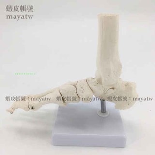 (MD-B_0138)1:1腳關節模型 腳部骨骼模型足關節 足骨 腳骨模型 腳部解剖結構