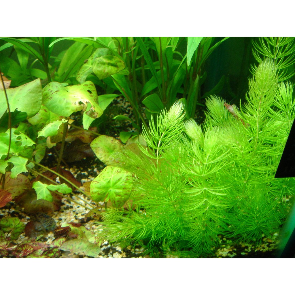 水草爆缸 金魚藻 蝦皮購物