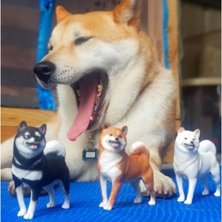 【拉奇家】柴犬公仔模擬柴犬模型 可愛狗狗模型收藏 三色柴犬擺飾品