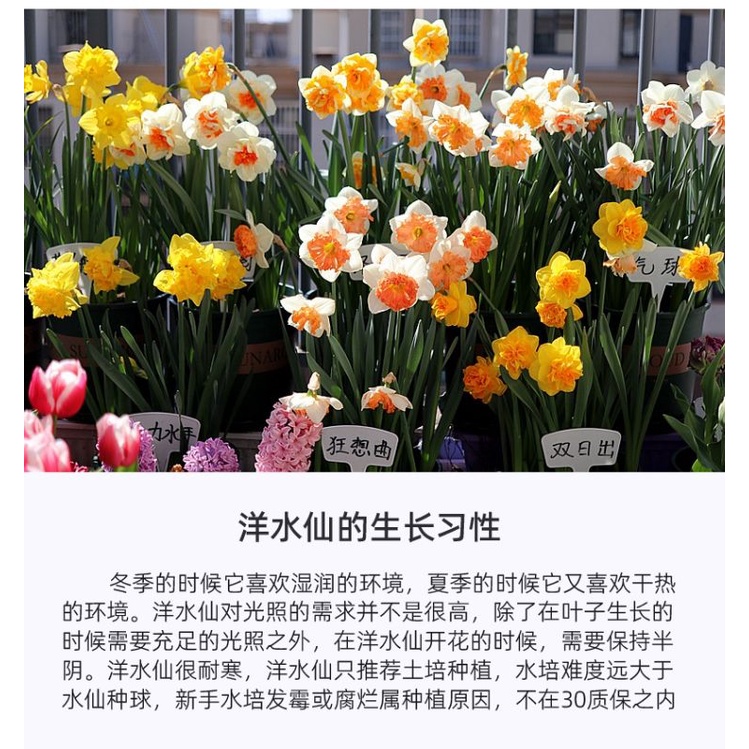 牡丹球根的價格推薦 22年4月 比價比個夠biggo