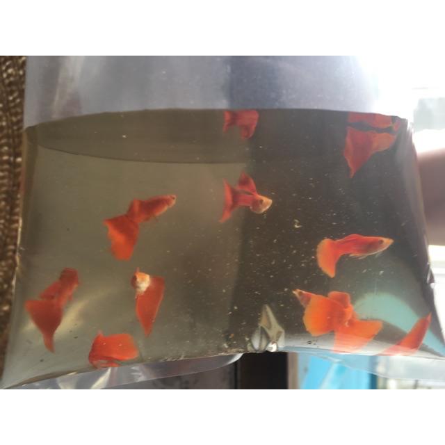 孔雀魚微蟲水蚤飼料 蔡家 優質純品系 血紅硬骨 真紅眼全紅白子孔雀仔魚亞成魚 成魚 2週 3個月 超商取貨付款