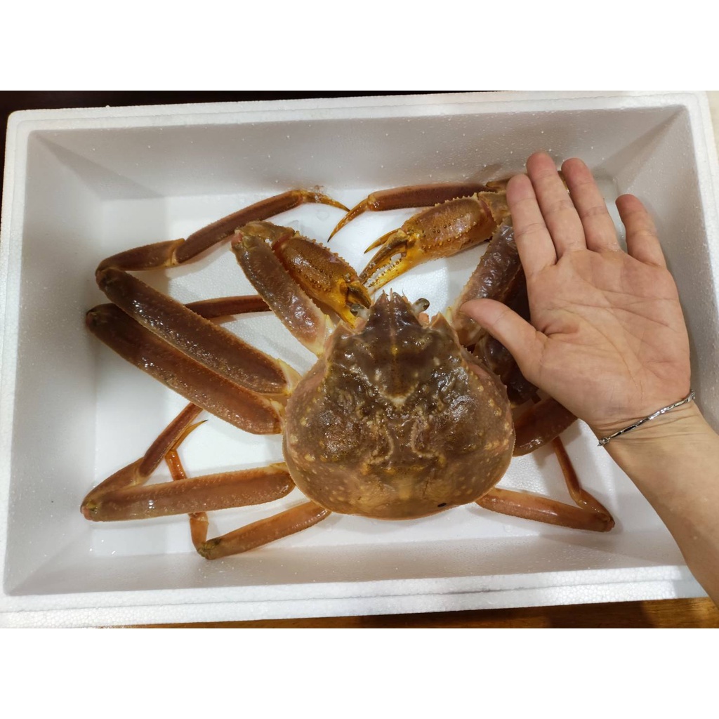 【極海鮮】日本活體松葉蟹，肉質非常細又甜，大約0.8-1.4公斤之間