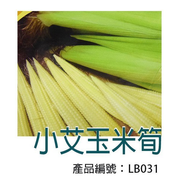 【醬米資材899免運】玉米筍  玉米種子DIY種子栽種 成就滿滿~小艾玉米筍 非基因改良