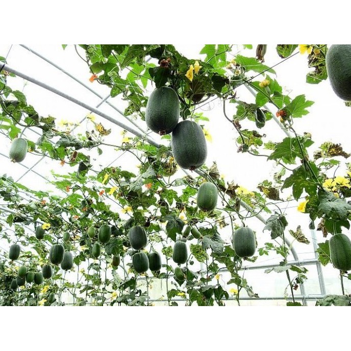 【大包裝蔬菜種子L114】蘋果絲瓜~~果長約18公分，果重約670公克，播種至採收50~60天。