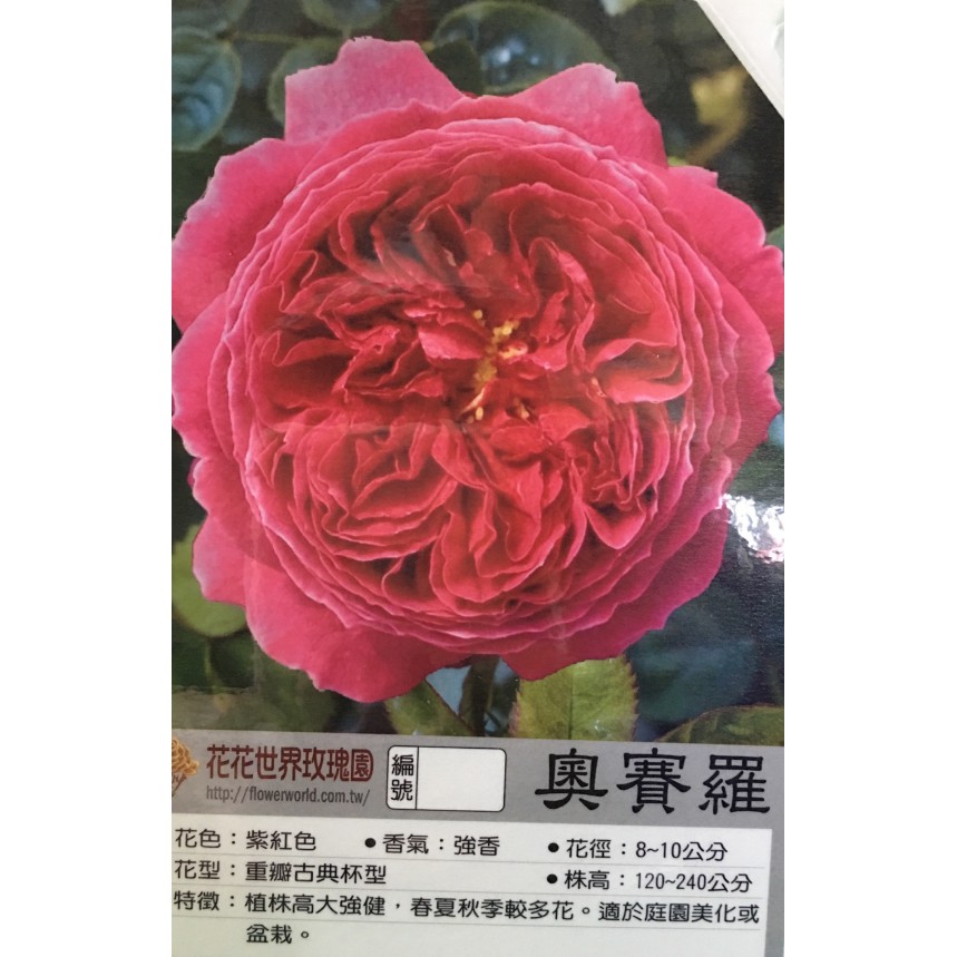花花世界 玫瑰苗 奧賽羅 David Austin 強香 7吋 一人高 高1 150公分 Tm 蝦皮購物