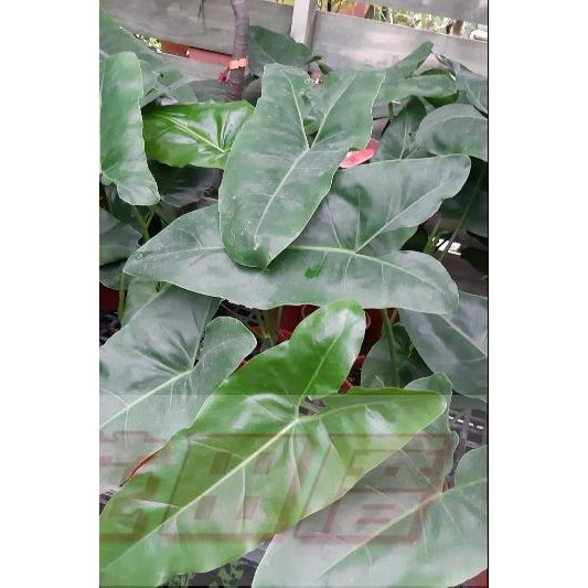 花田厝_觀葉植物-狹葉蔓綠絨-帝王蔓綠絨 5吋盆 高30-50 cm