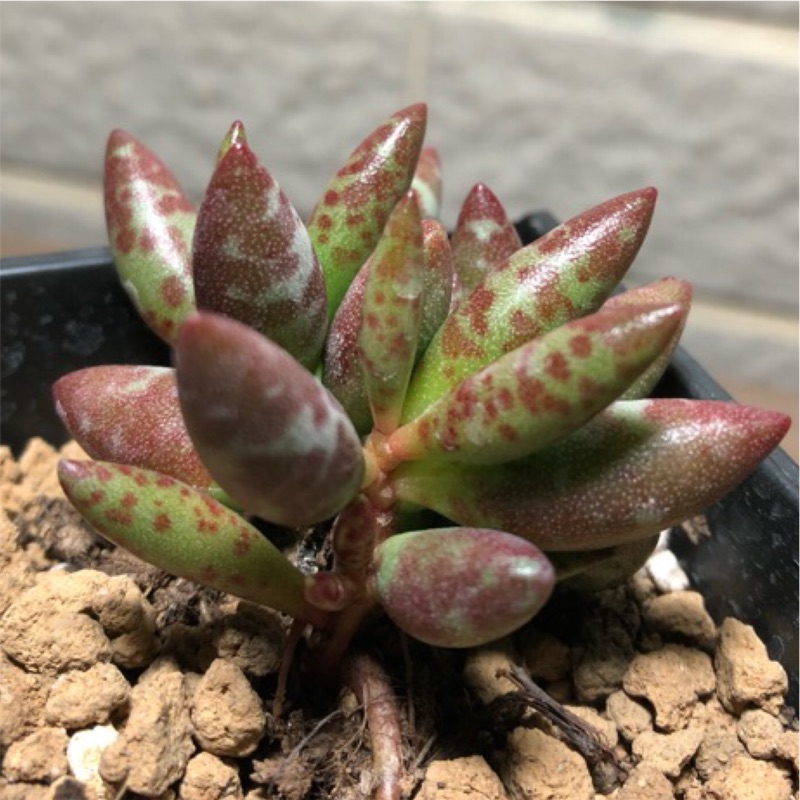 質感居家花鹿天章赤水玉天章天章多肉植物療癒綠化 蝦皮購物