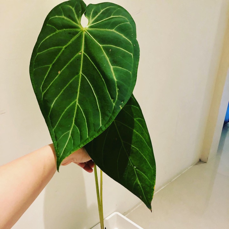 Anthurium magnificum verde 華麗花燭 深綠 | 蝦皮購物