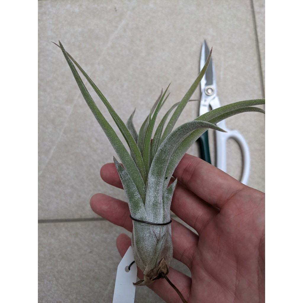 空氣鳳梨 Tillandsia paucifolia x 紅女王頭交種