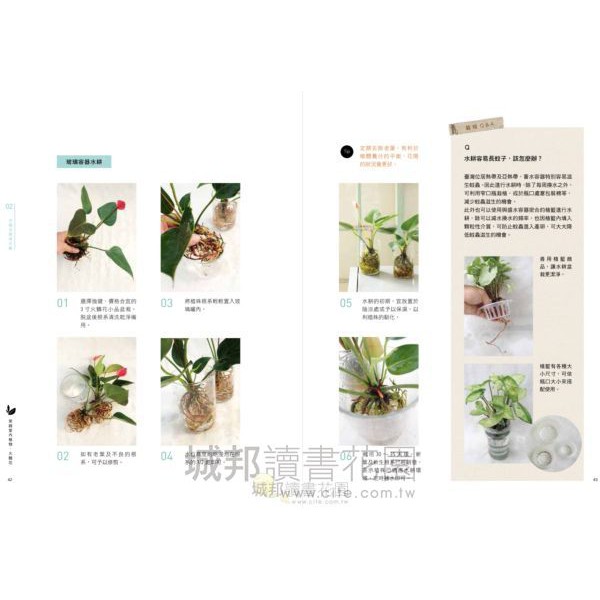 水耕盆栽超好養 無土不招蟲 加水就能活 輕鬆打造室內綠意新書現貨植栽綠意綠手指 蝦皮購物