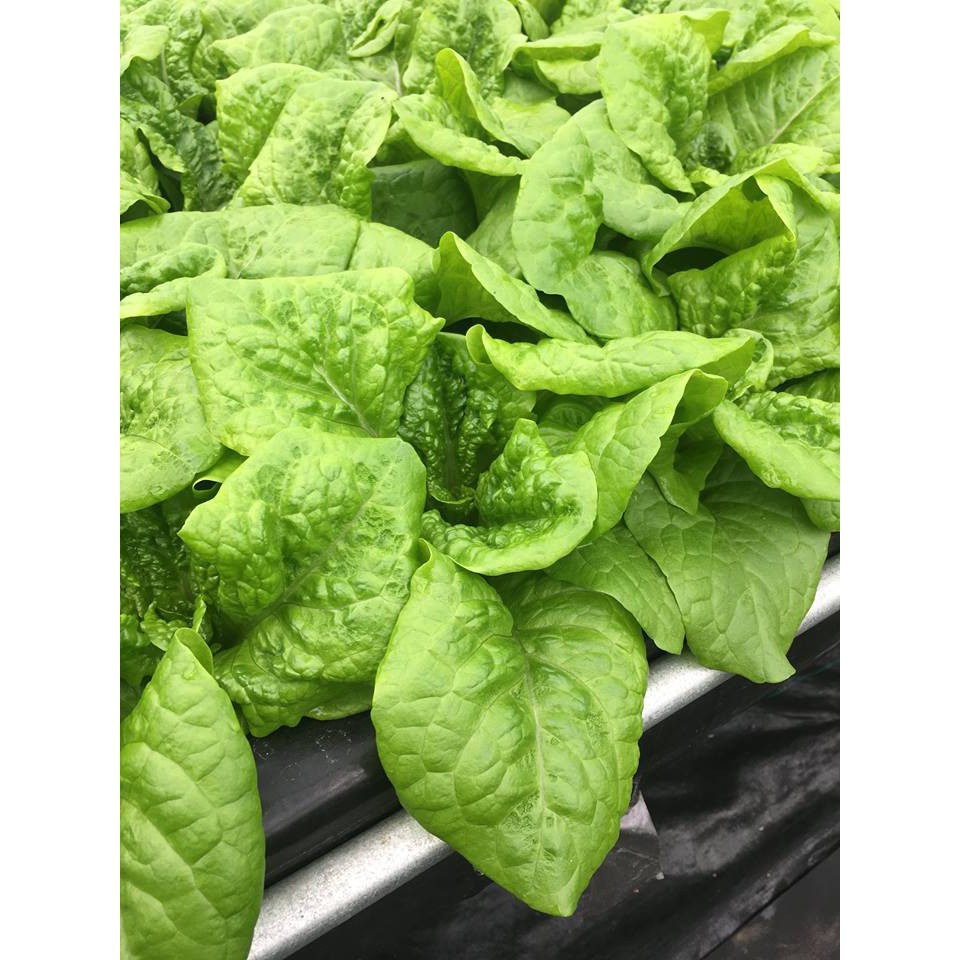 甜蘿蔓萵苣 蝦皮購物