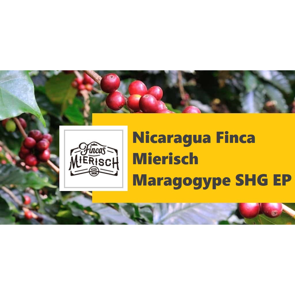 生豆︱尼加拉瓜 米耶瑞詡莊園 象豆 SHG EP 咖啡生豆 COFFEE BEAN︱Click Buy＠可立買