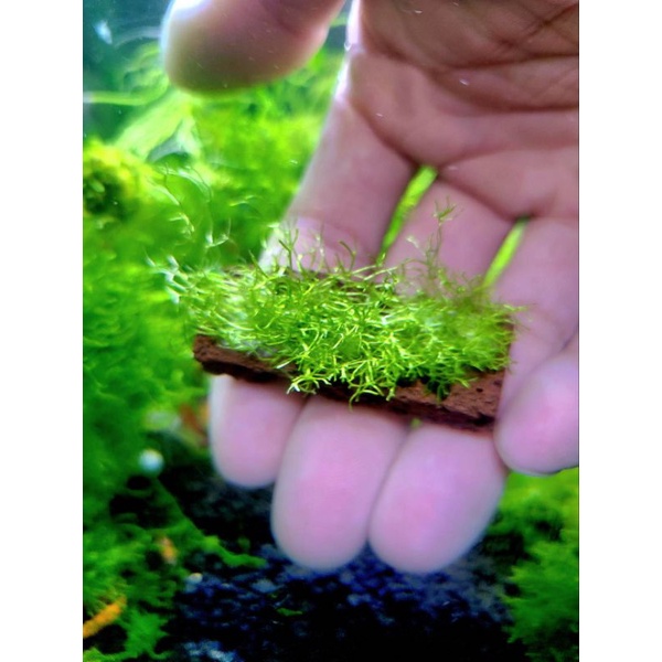 鹿角苔 超會冒泡 前景草 水草 泡泡龍 苔石 迷你鹿角苔長條火山石 三角莫斯聖誕莫斯淚眼莫斯珊瑚莫斯