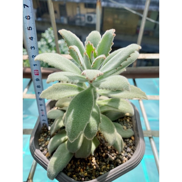 多肉 仙人掌 植物 Kalanchoe 景天科伽藍菜屬 兔耳 無星兔 大株A