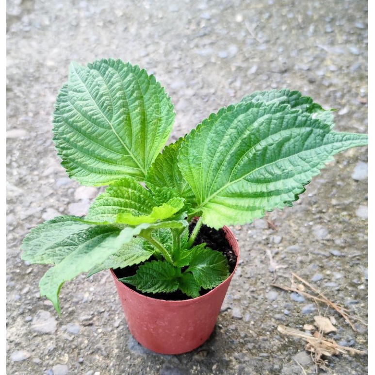 紫蘇苗青紫蘇苗綠紫蘇3吋盆香草植物 蝦皮購物