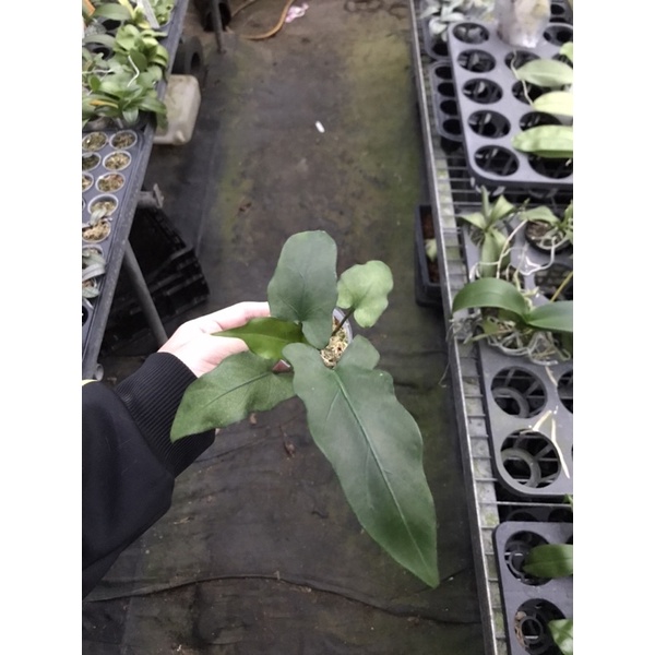 【芃程蘭舍】戟葉觀音蓮 Alocasia lauterbachiana 1.7吋 分生苗