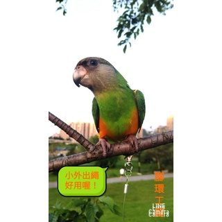 臺灣專利設計彈性鋼索外出繩~(小型)鸚鵡、鳥寶~專用鋼索彈性外出繩 -外出繩/飛行繩~(小)外出繩