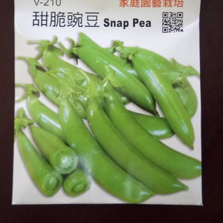 農用711 菜豆粉豆醜豆蔬菜種子 蝦皮購物