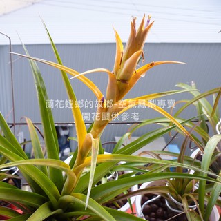 卡比它它(黃) Tillandsia capitata yellow 空氣鳳梨