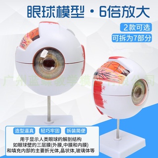 ♥❤人體眼球模型 6倍放大眼球模型 五官科眼睛構造解剖教學模型 醫學