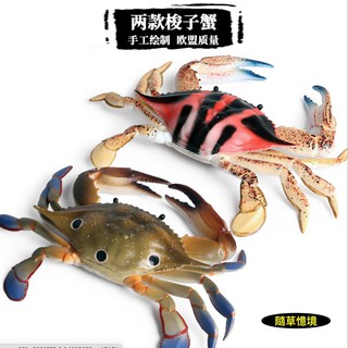 🍁（大號）節肢動物 三點蟹 梭子蟹 海螃蟹 螃蟹 花蟹 仿真 海洋動物 模型 野生動物 模型益智 SPG 隨草憶境