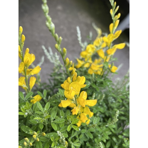 植悟誌の法國 金雀花金雀兒common Broom美不勝收 5吋或6吋盆高約60公分 蝦皮購物