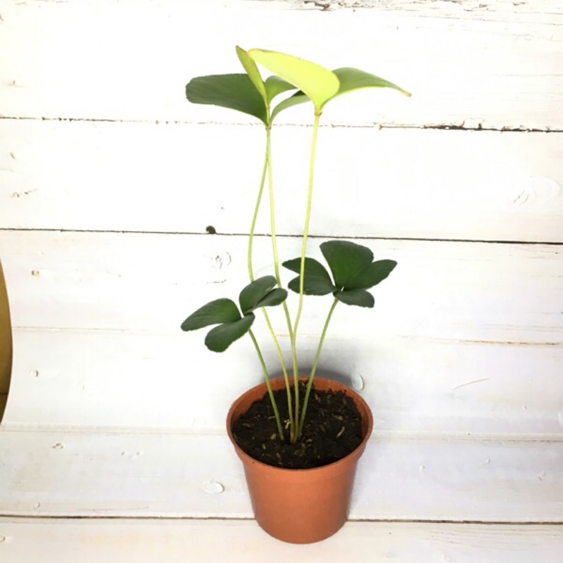 英宏 室內植物 墨西哥鐵樹 闊葉鐵樹 幸運樹 3 寸 蝦皮購物