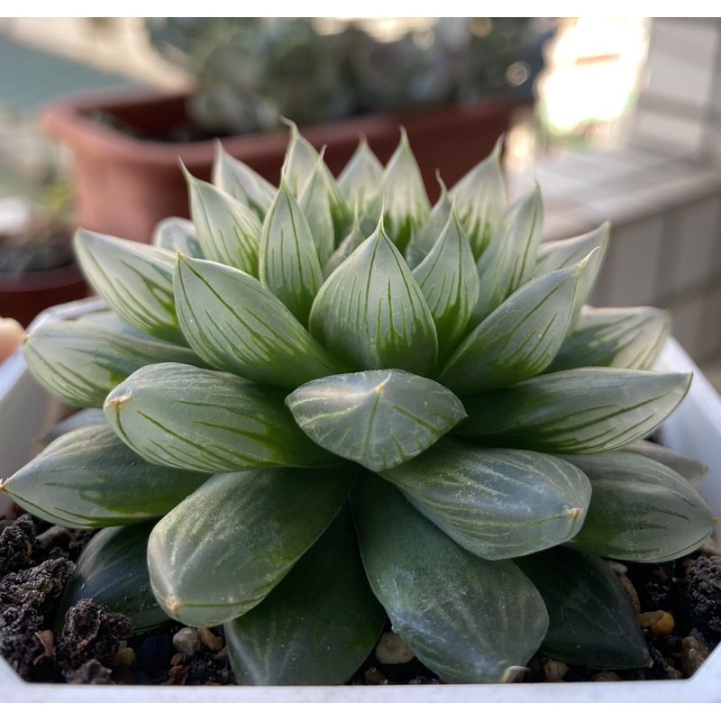 多肉植物 百合 雨玉 蝦皮購物