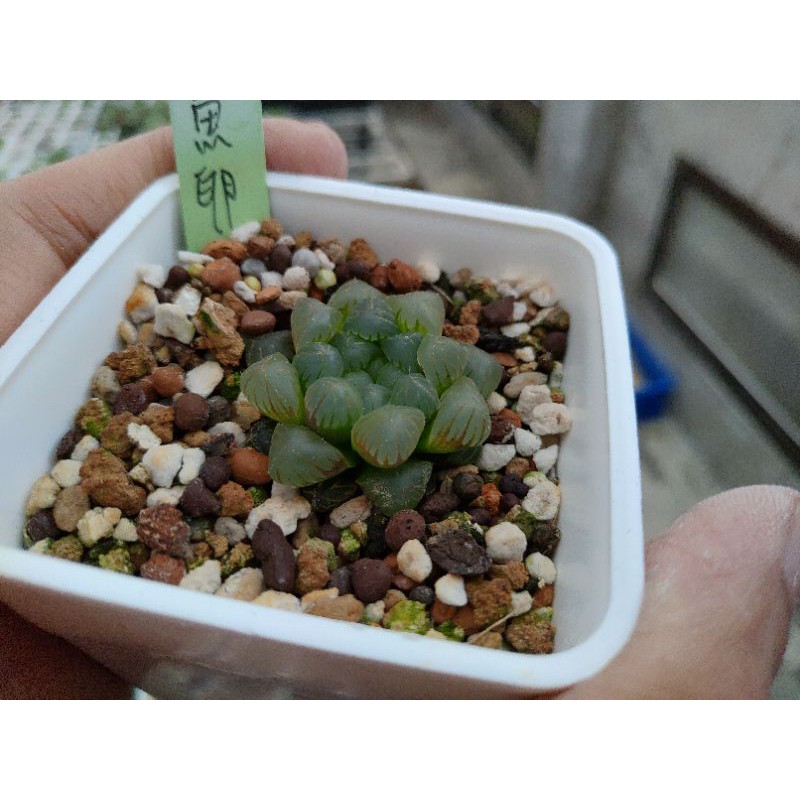 Z.h Succulent/鮭魚卵玉露/多肉植物與仙人掌/百合科/haworthia