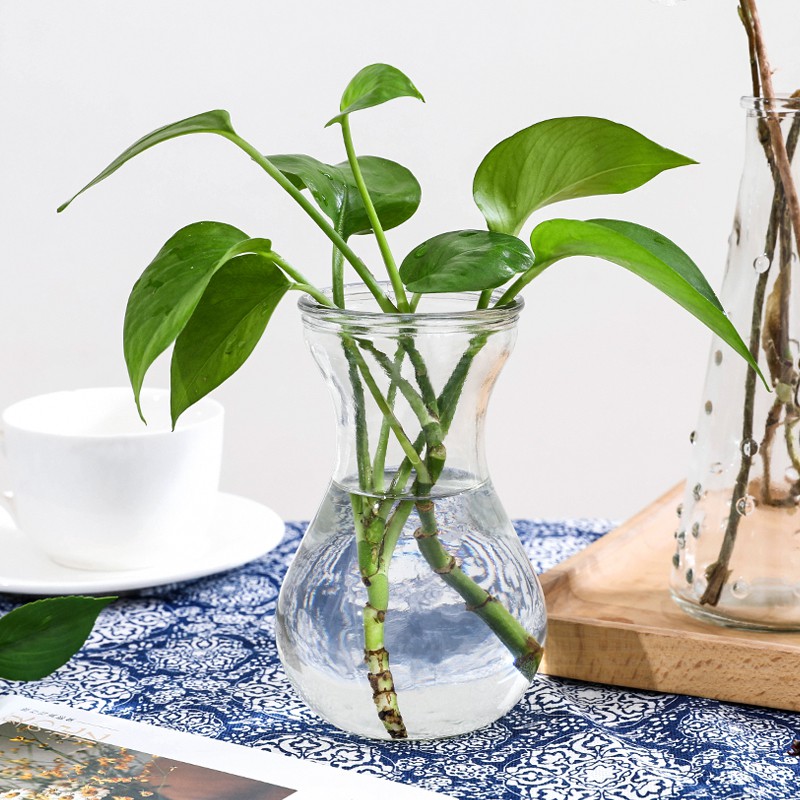 風信子透明玻璃水培容器水仙花瓶玻璃花盆水培瓶插植物器皿養花瓶 蝦皮購物