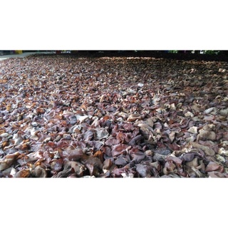 在地人養生｜免運｜黑木耳乾批發｜3斤大包裝｜最新效期｜現貨秒發