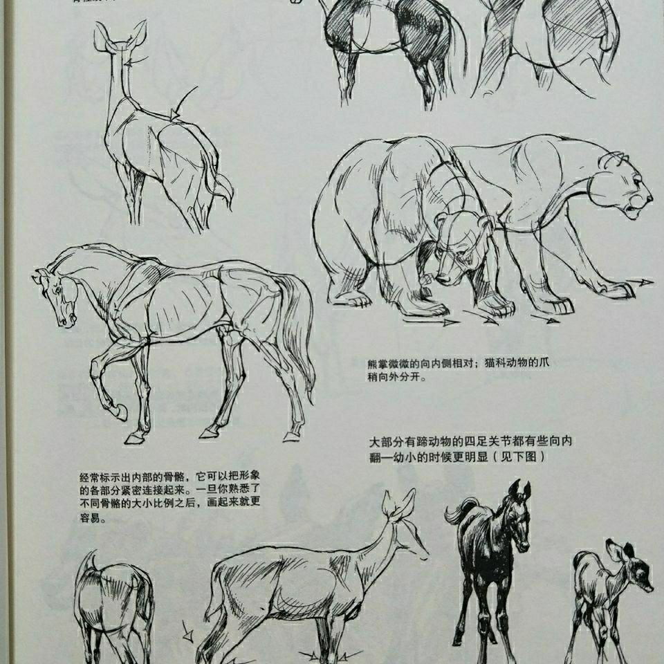 新貨動物畫技法動物構造 動態分析 漫畫手法 蝦皮購物