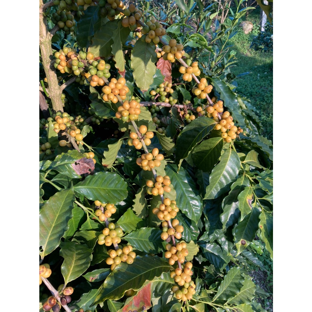 巴西 黃波旁 咖啡樹苗 Brazilian Yellow Bourbon Coffee Seeding