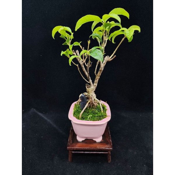 桂花木 優惠推薦 22年9月 蝦皮購物台灣