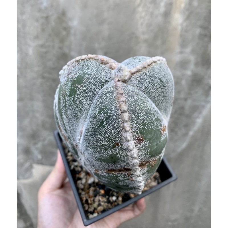 植雨 三角銀沙鸞鳳玉仙人掌 蝦皮購物