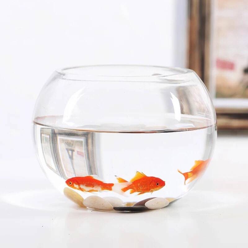 綠綠精品 圓形魚缸 球型水族缸 養魚植栽專用缸 圓型小費箱 球型花瓶 蝦皮購物