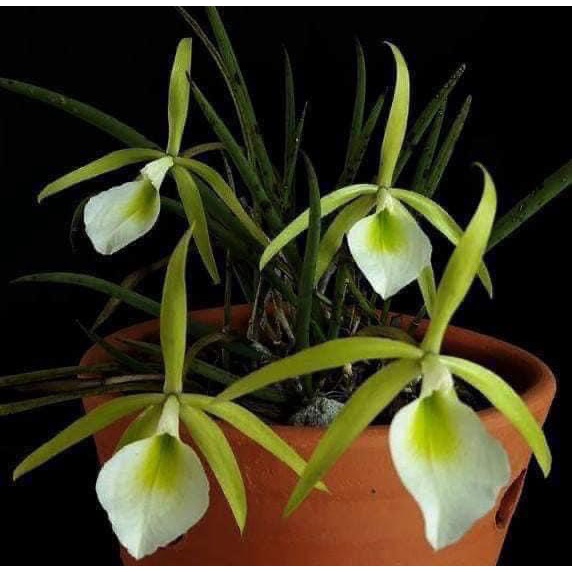 噢葉design  "Brassavola tuberculata"  巴西原生種白拉索   蘭花