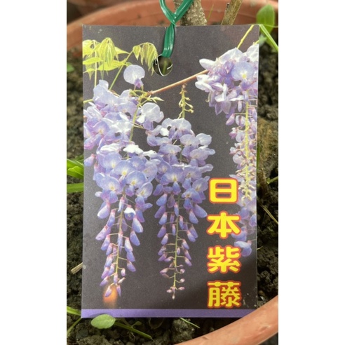 日本紫藤/永吉種苗園