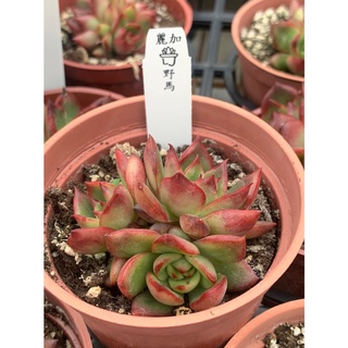 麗加 多肉植物 野馬 紅葉背系列景天 蝦皮購物