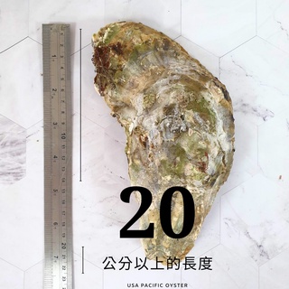 【就是愛海鮮】美國XXXL巨無霸生蠔(蝦皮團購) 顆顆碩大肥美 清甜爆汁
