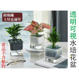 透明可視水培花盆自動吸水免澆水懶人養殖盆裝飾植栽盆栽水耕栽培法水耕法土培綠蘿吊蘭植物 蝦皮購物