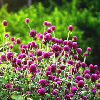 種子現貨千日紅種子千日紫種子百日紅55顆花火球花卉種子 蝦皮購物