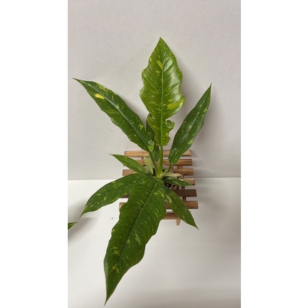 斑葉火之戒（塊斑）2.5吋盆特價一棵450元