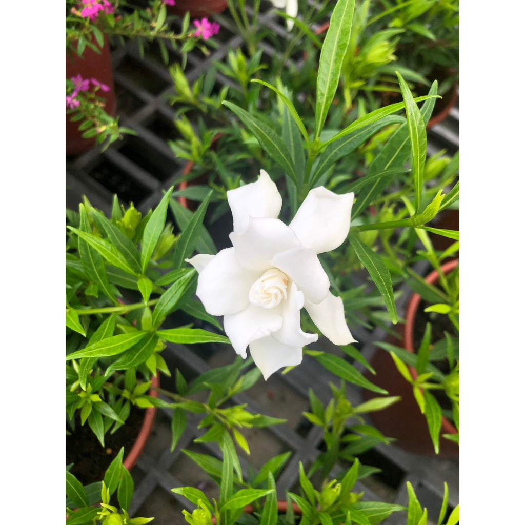 花花世界 綠籬植物 水梔子花 有4組品種 玉堂春 梔子花 5吋盆 高10 cm Ma 出貨不保證有花苞 蝦皮購物